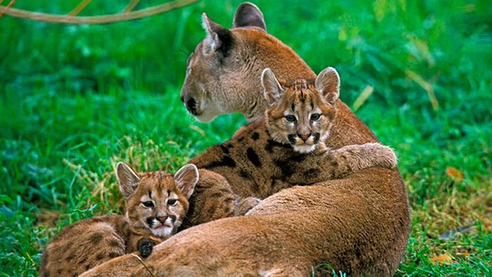 puma leon americano 6 madre crias
