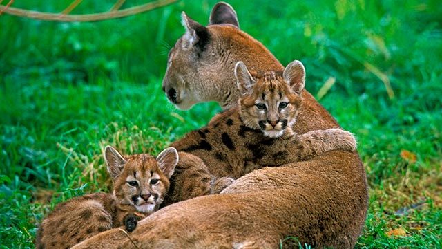 puma leon americano 6 madre crias