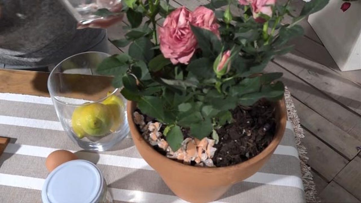 la cascara de huevo o como fortalecer las unas en casa en 4 pasos tierra