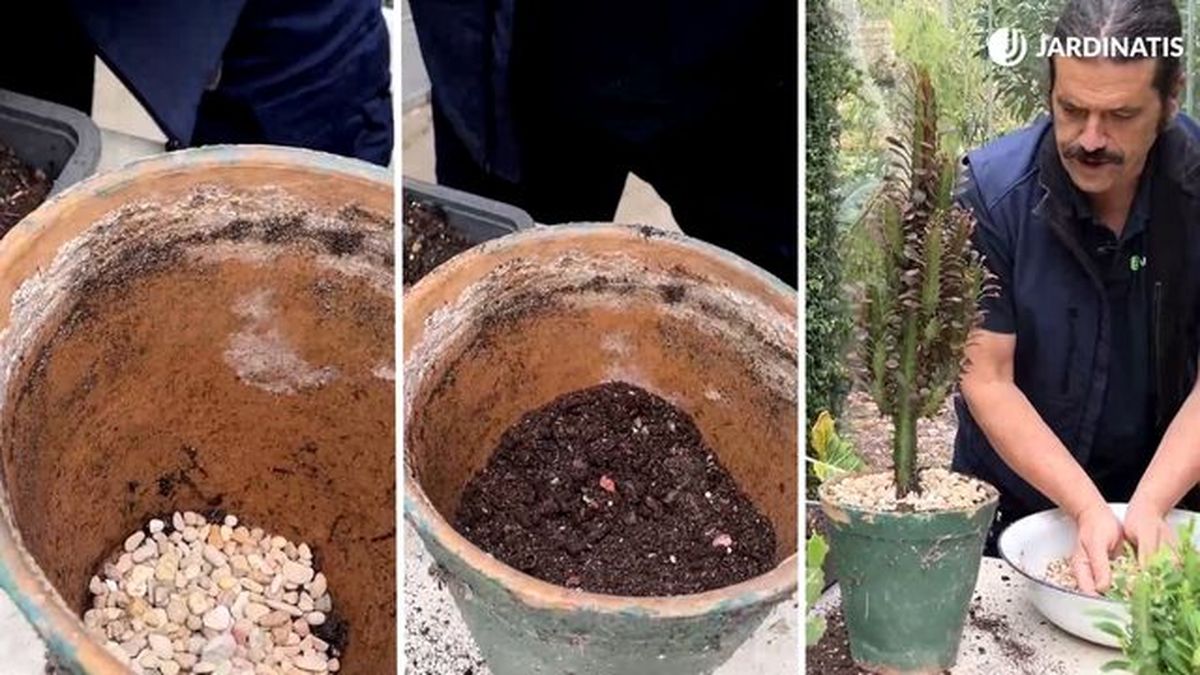 plantacion euphorbia trigona esquejes jardinatis 23 34