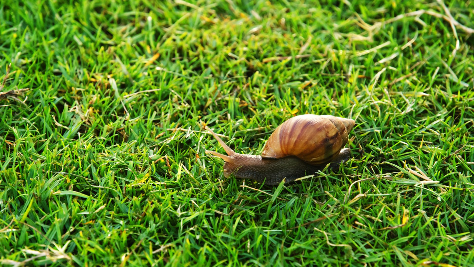 jardin caracoles