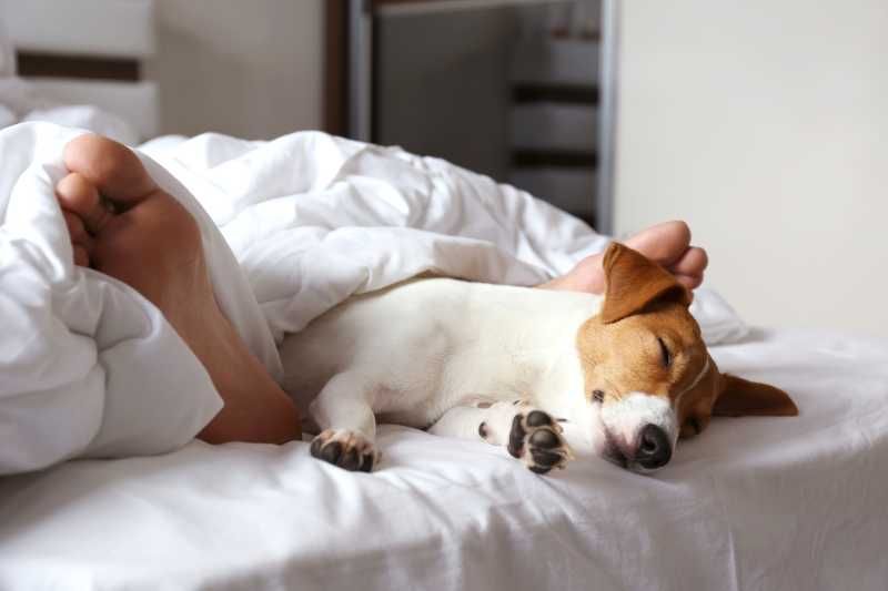 Perro durmiendo en la cama.