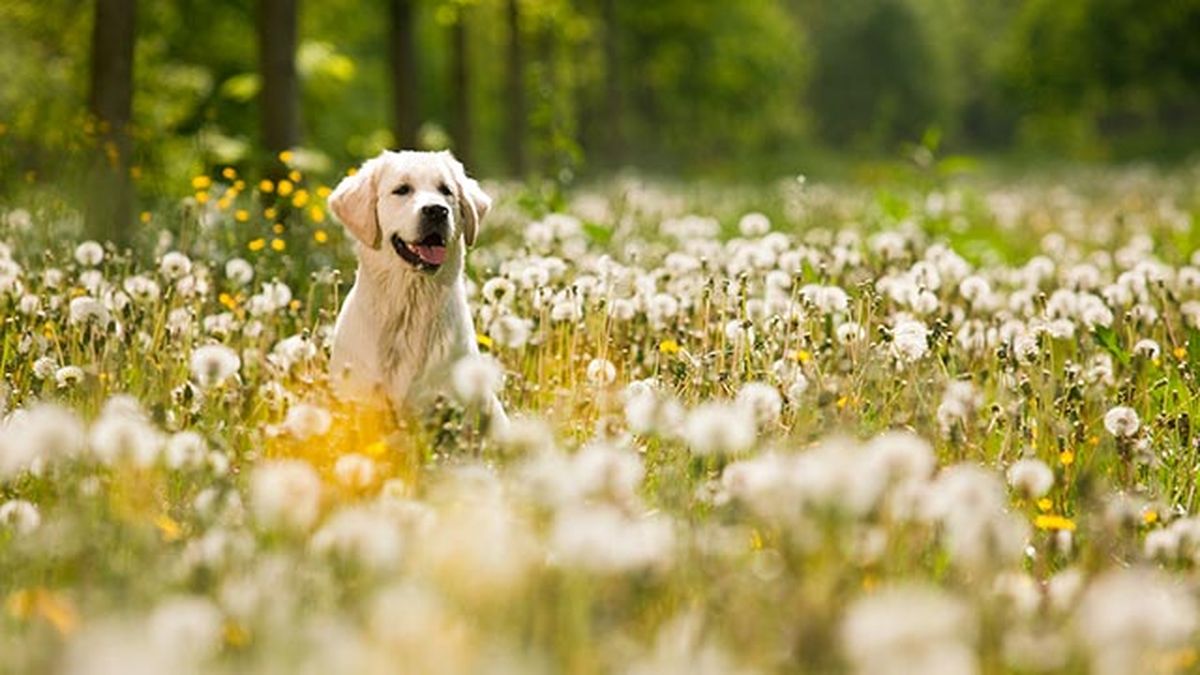 cuidados primavera mascotas 1