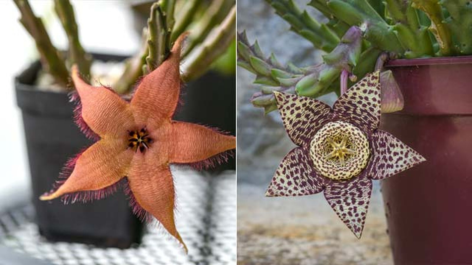 Stapelia gigantea stapelia variegata