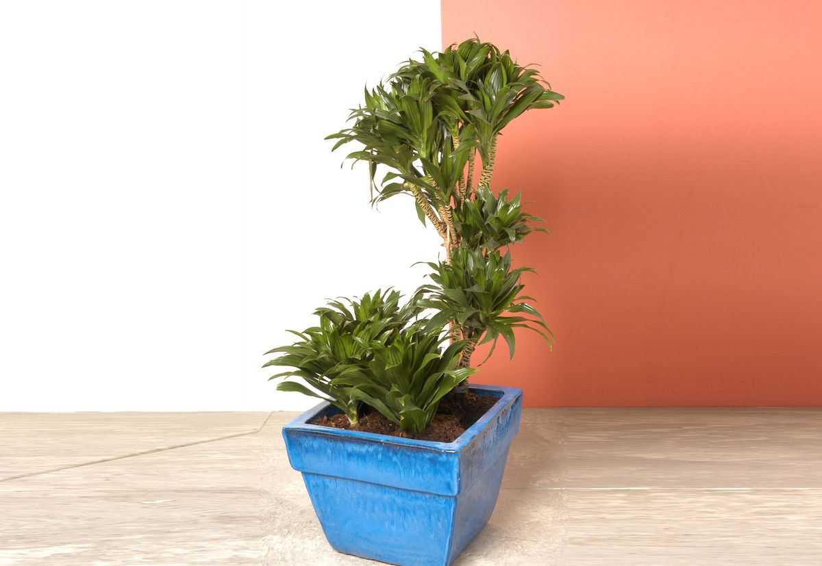 plantacion dracena xl