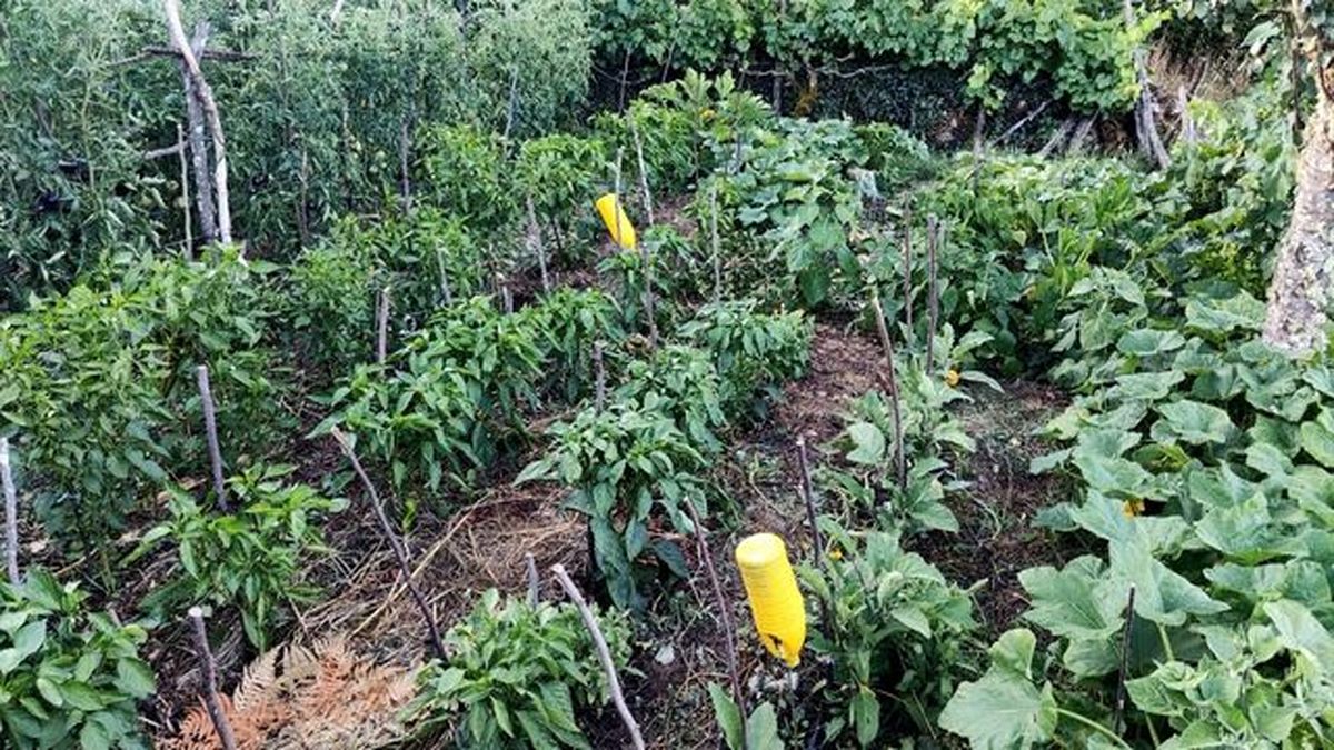 huerta principios verano diario fun neno labrego