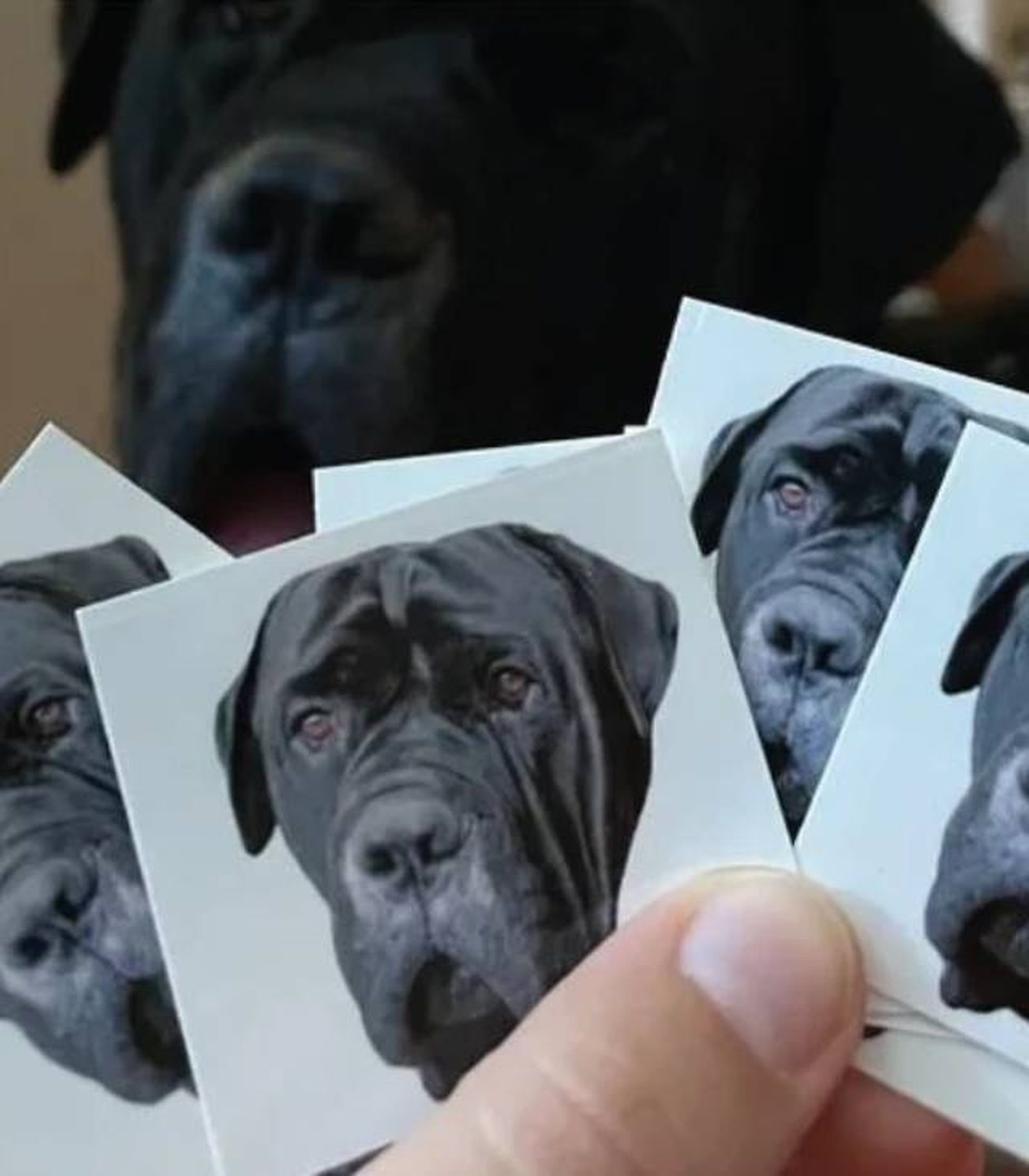 tatuajes temporales personalizados de mascotas Etsy