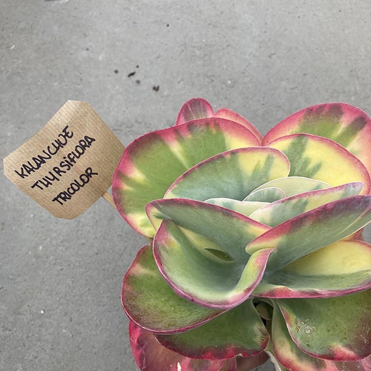 Kalanchoe Thyrsiflora