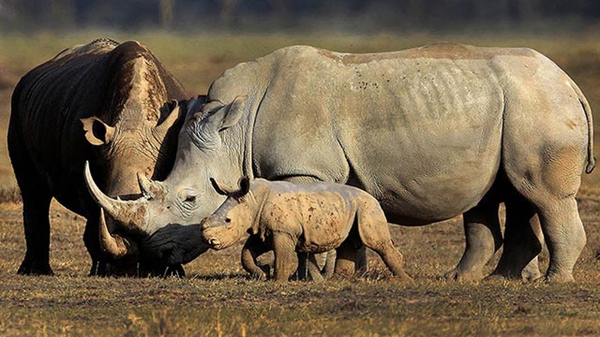 rinoceronte 4 familia