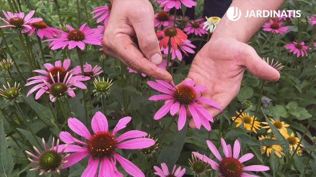 Echinacea purpurea