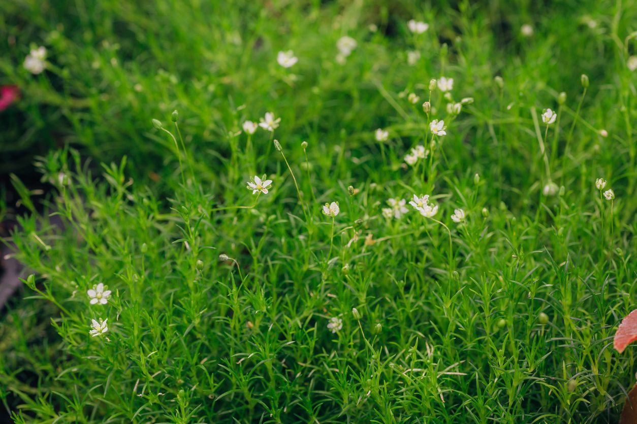 Sagina subulata