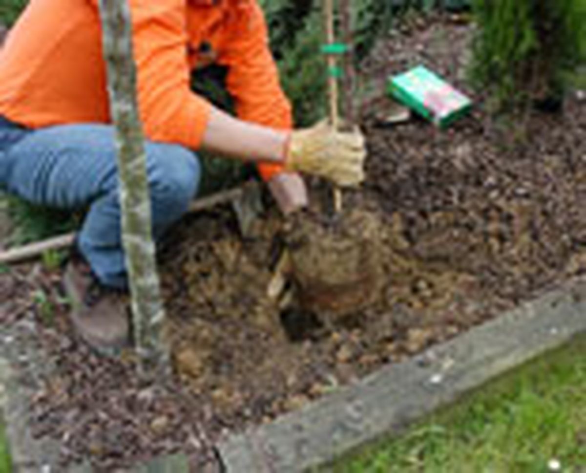 327 plant ros arb p03