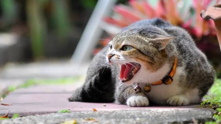 gato erizado 4 (1)