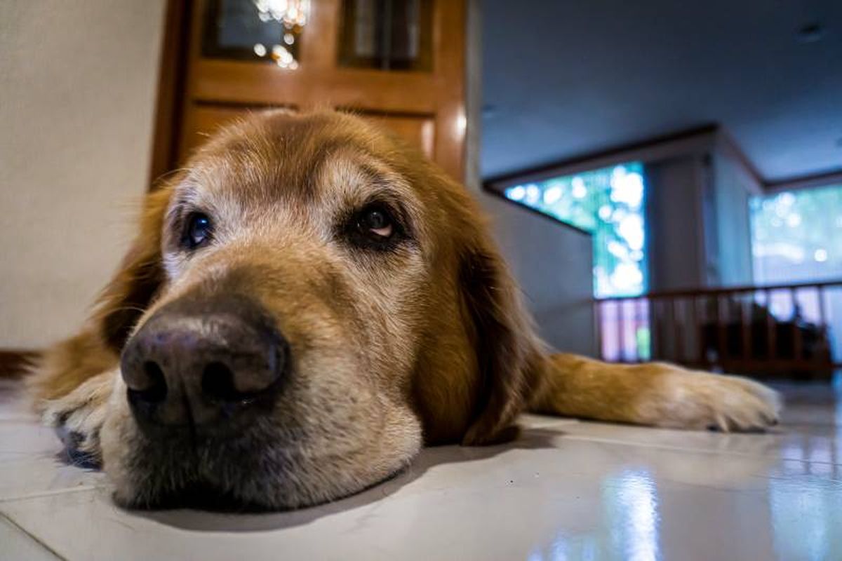 cuando podemos considera mayor perro estudio retriever