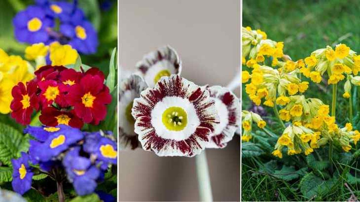 primula polyantha auricula veris