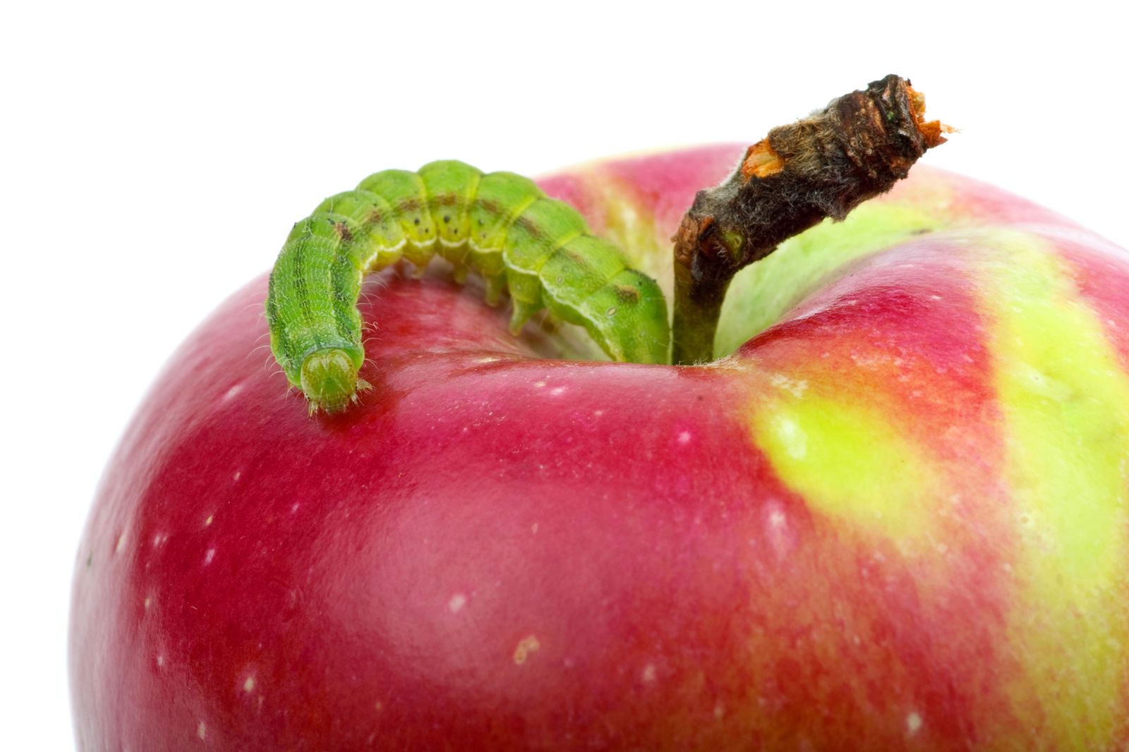 Problemas al cultivar manzanas