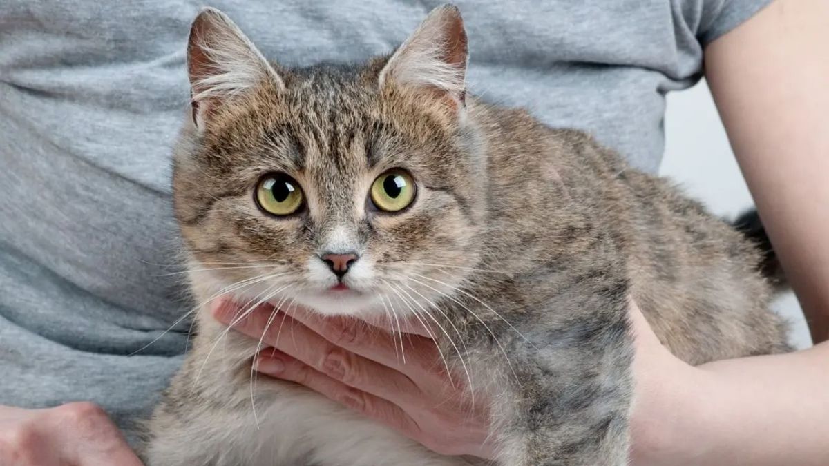 cuanto dura el embarazo de una gata ok