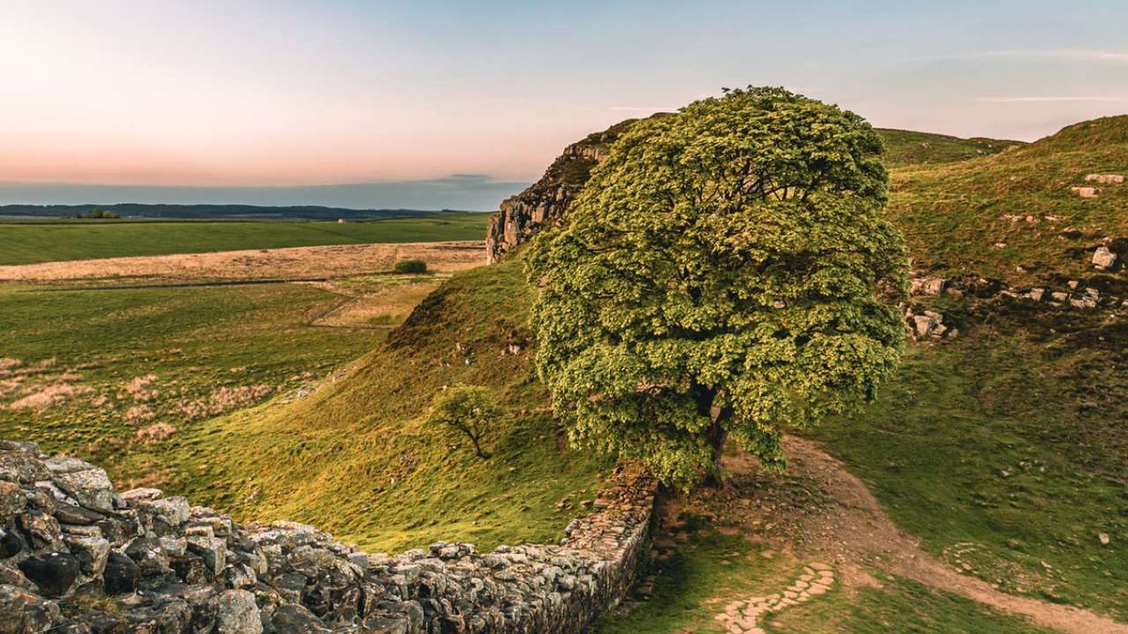 talan  arbol sycamore gap