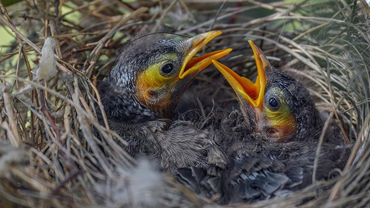 que hacer si encuentras polluelo huerfano 3 emplumado