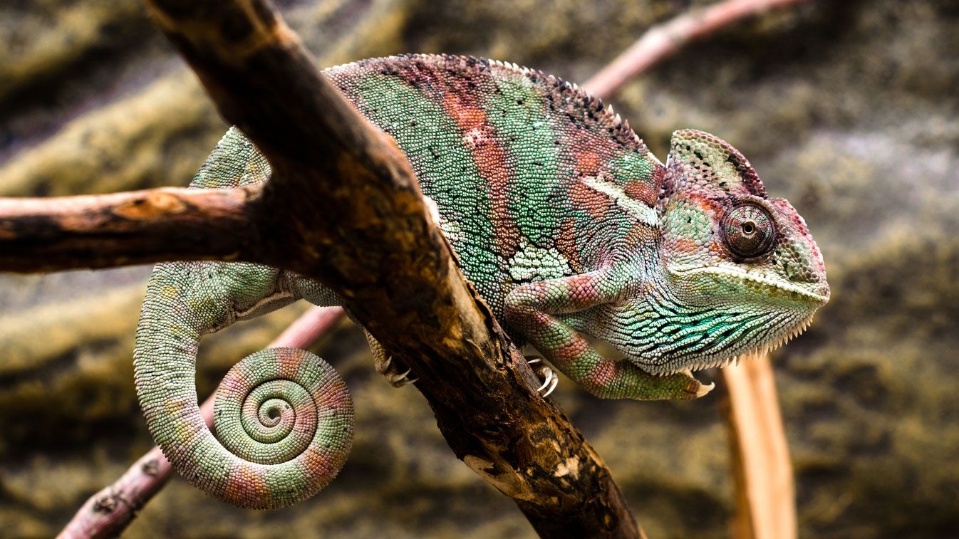 camaleon colores