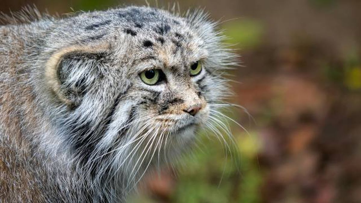 gato de mallas cazando