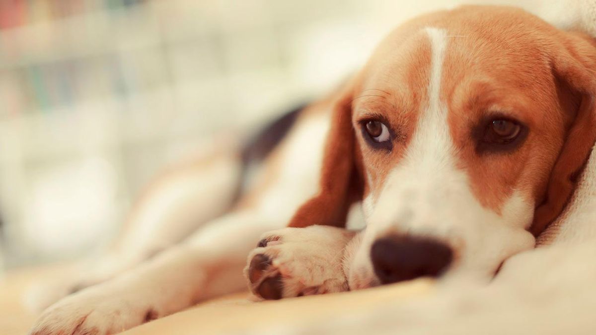 trastornos emocionales perros 6