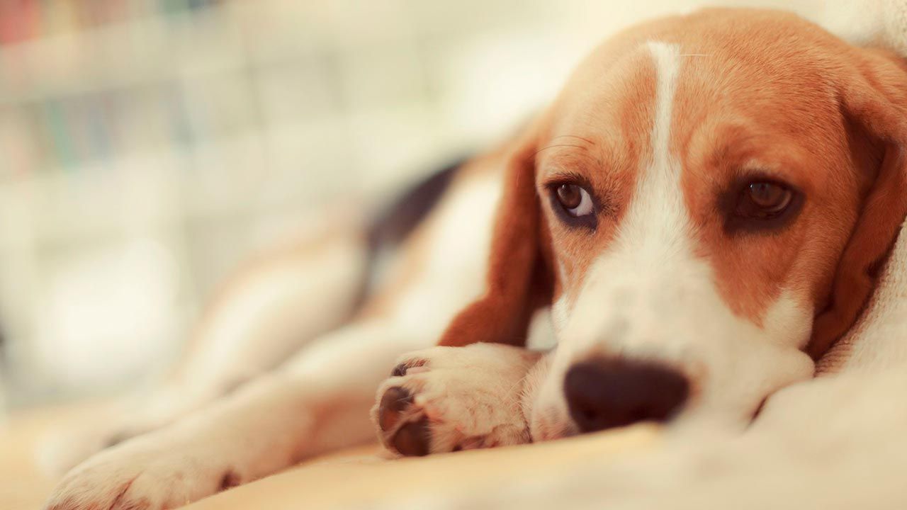 trastornos emocionales perros 6