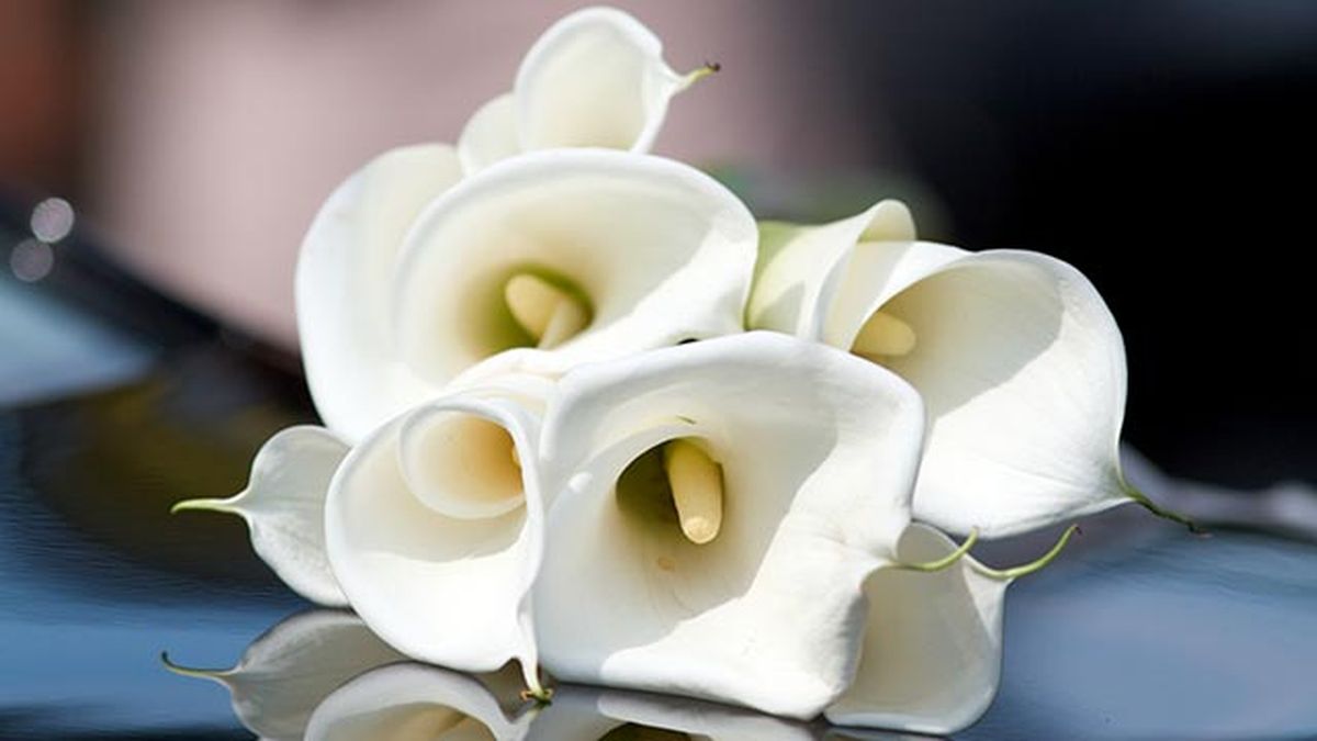 cala lirio de agua en el dia de todos los santos