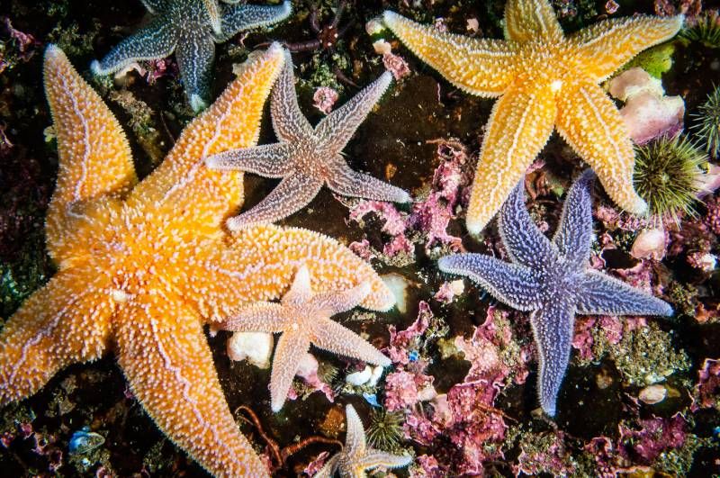 Reconocer a las verdaderas estrellas de mar no es tan fácil como podríamos pensar.