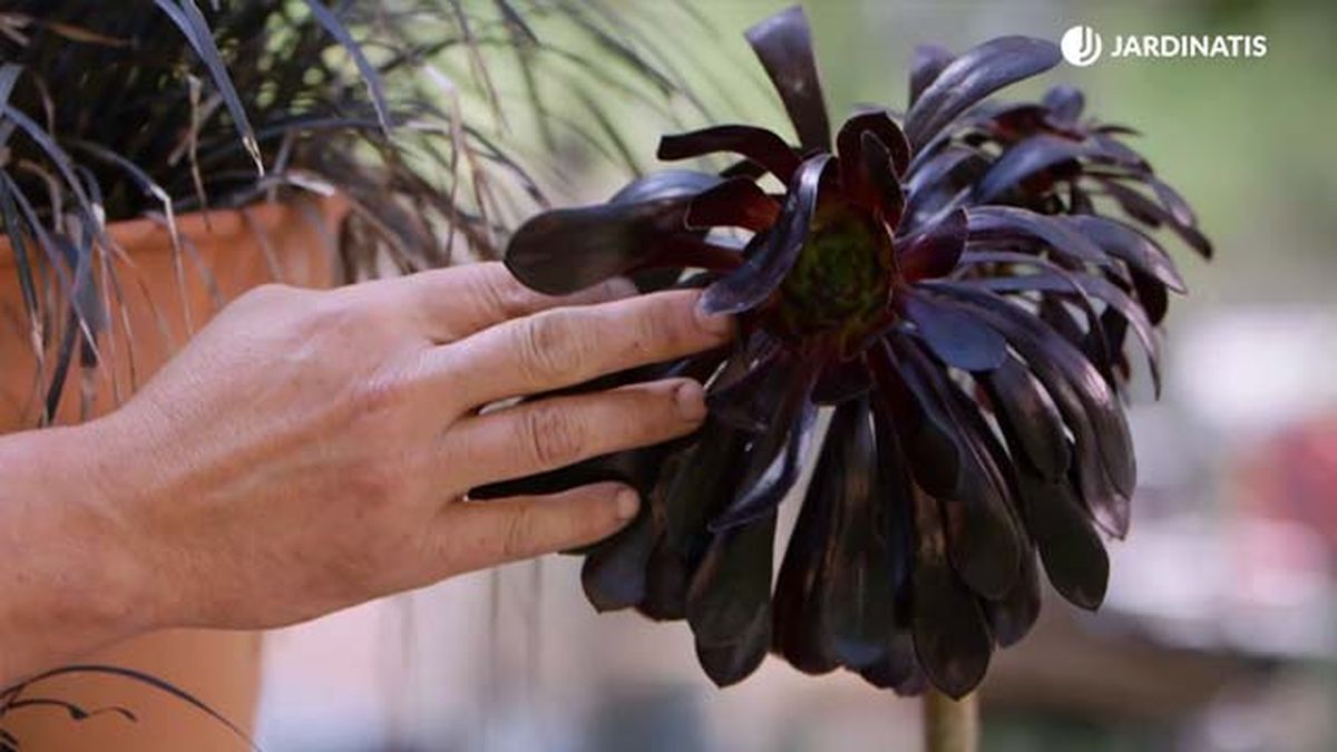 Aeonium arboreum zwartkop brico 916