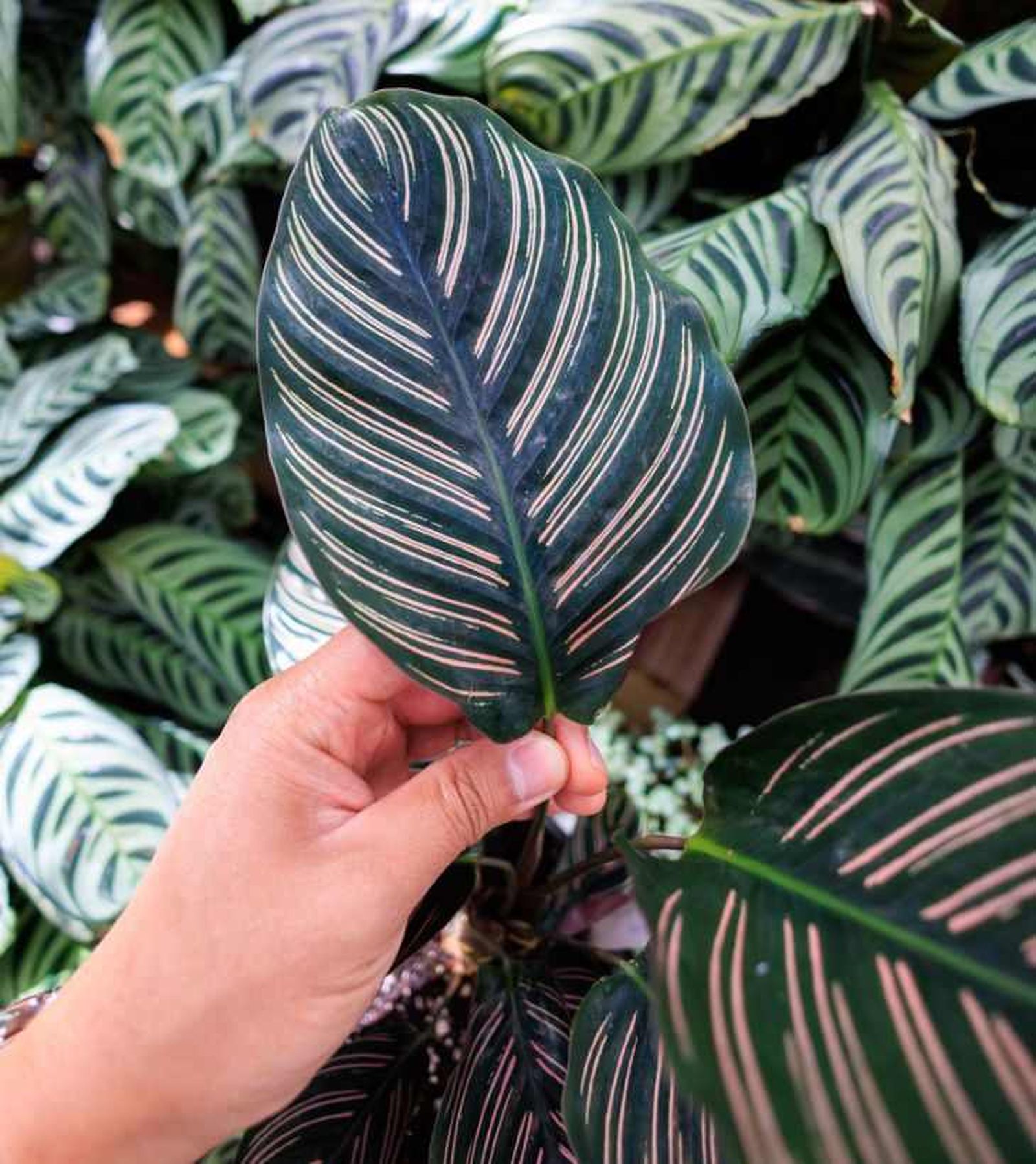 Calathea ornata y detrás Ctenanthe-burle-marxii