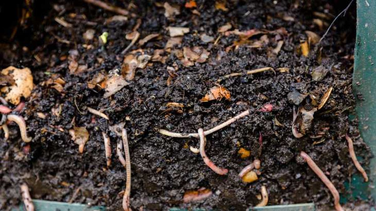 como hacer humus de lombriz en casa