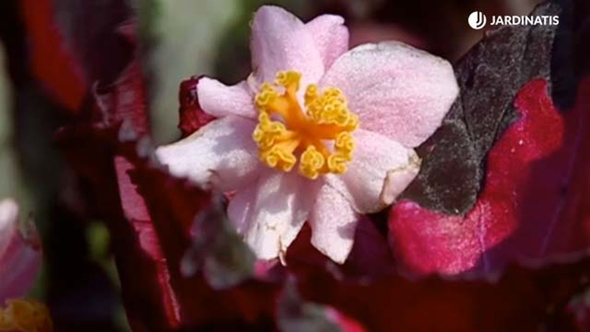 flor de la begonia rex brico 688 jardinatis