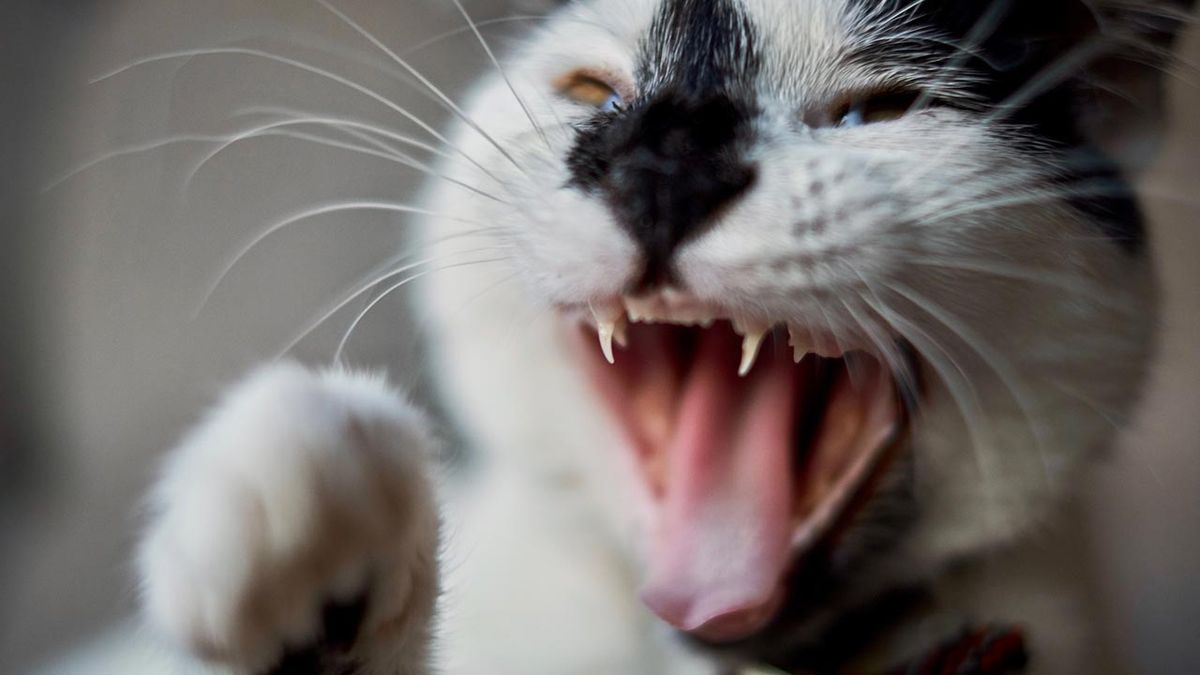 rabia felina portada