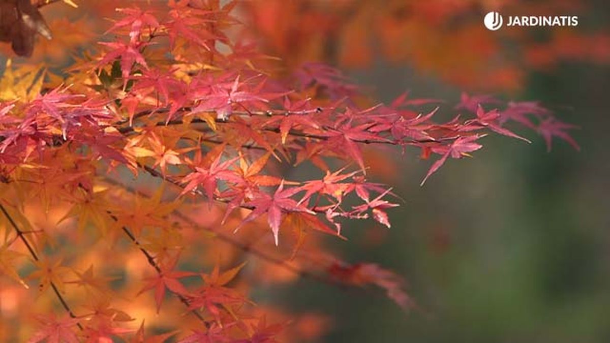 arce japones en otono arbol mas bonito de otono