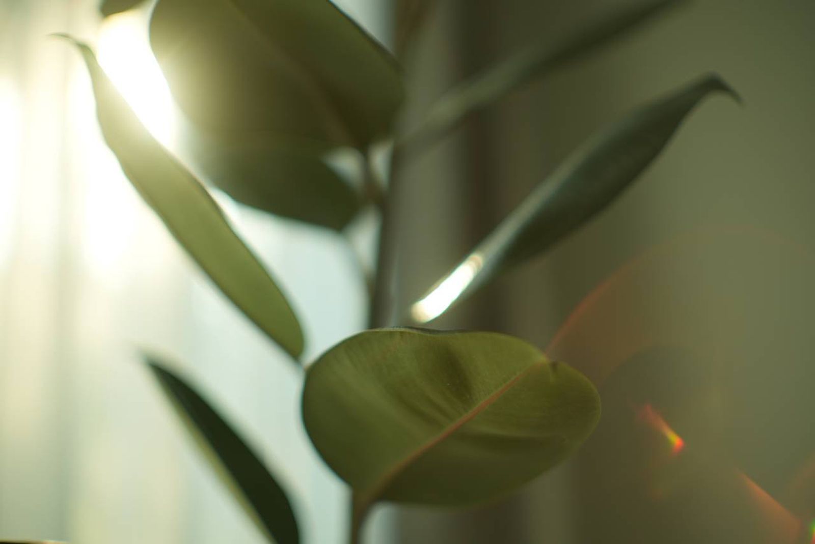 La suciedad, el polvo y los residuos se pueden acumular en las hojas.