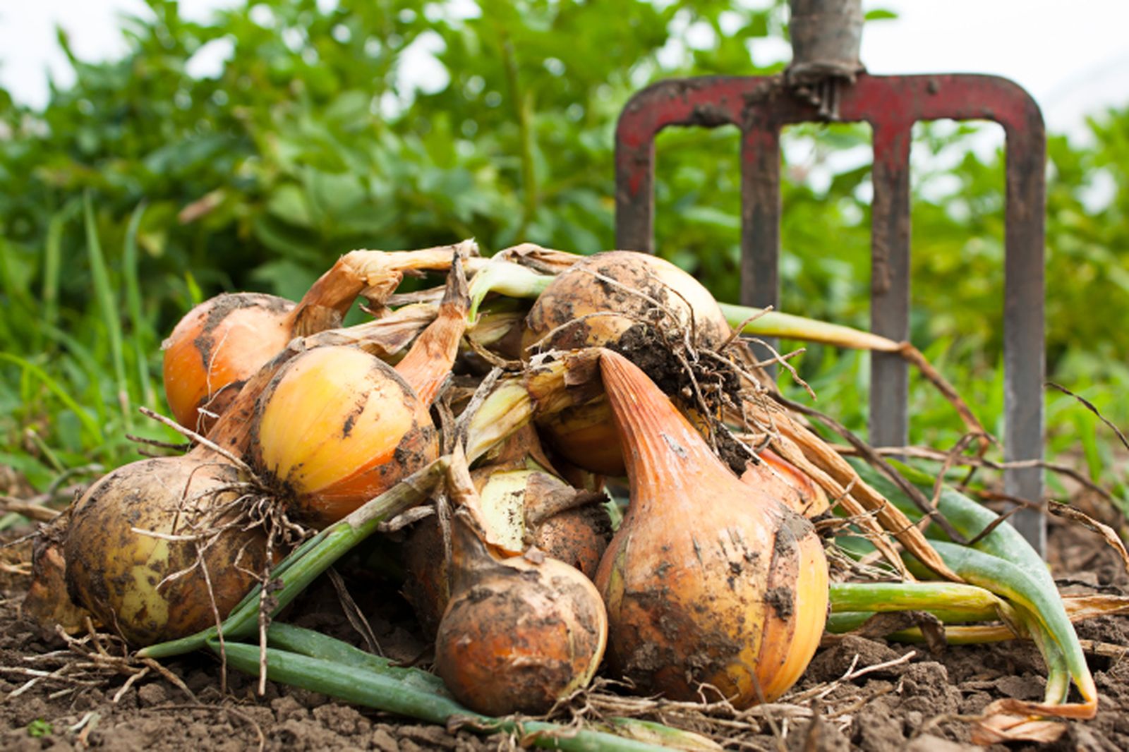 Plantar cebollas en la huerta
