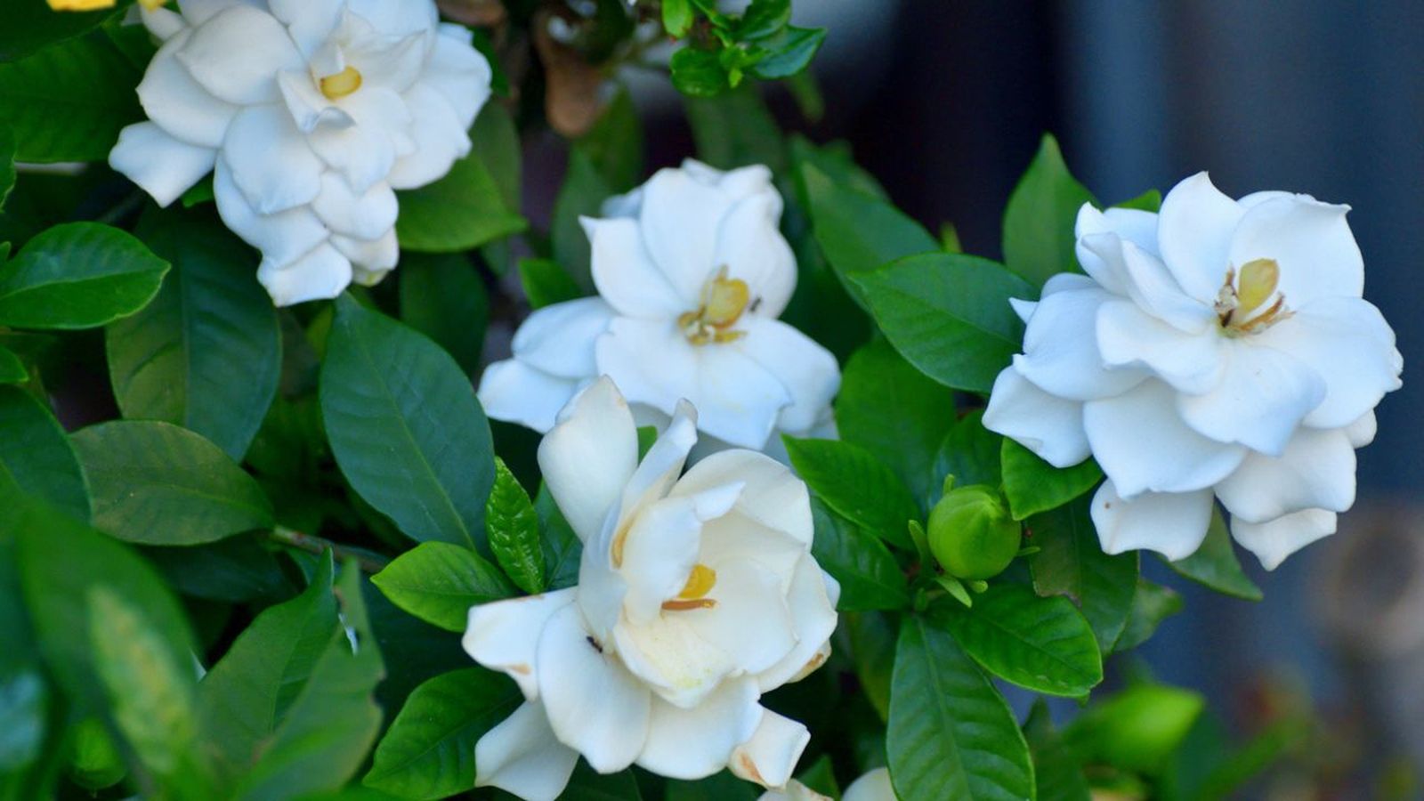 cuando florecen las gardenias