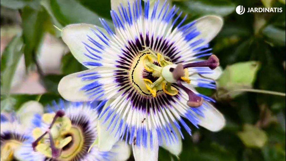 Hormigas en la Flor de la pasión