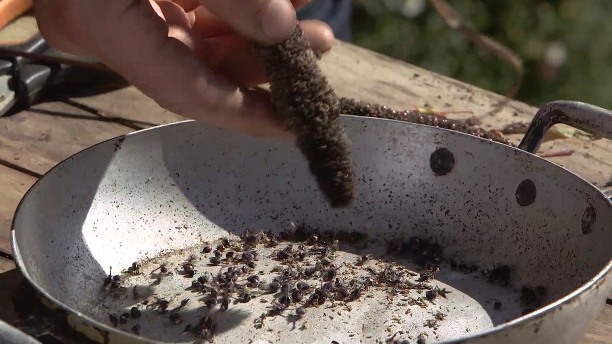 brico 964 3 mijo maiz morado mijo semillas