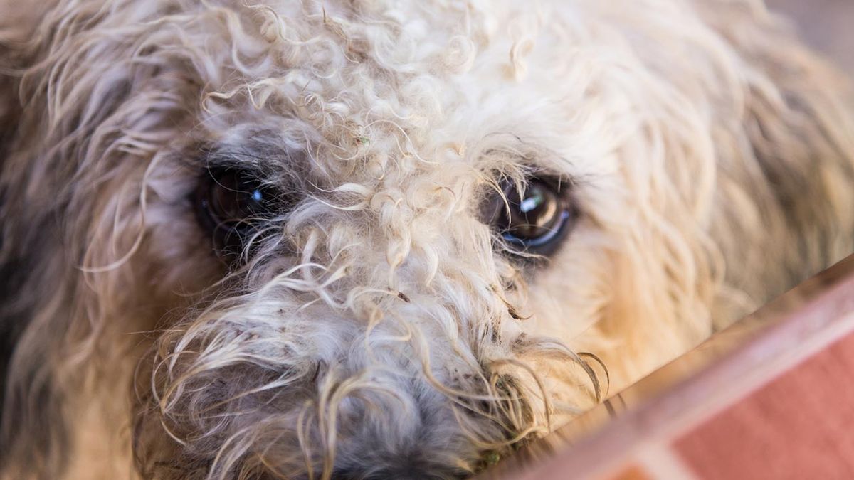 problemas oculares conjuntivitis perros 3