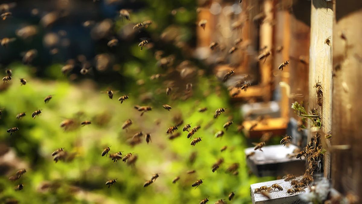 que pasaria si desaparecen abejas 3