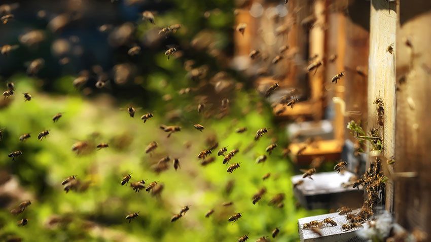 que pasaria si desaparecen abejas 3