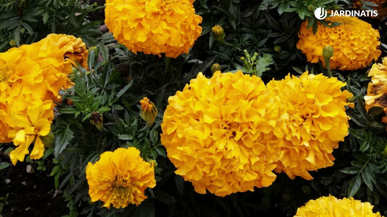 Flores del tagete