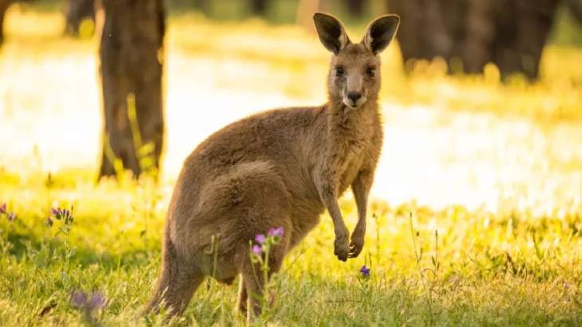 animales que empiezan por u ualaru