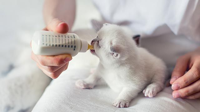 gatito biberon
