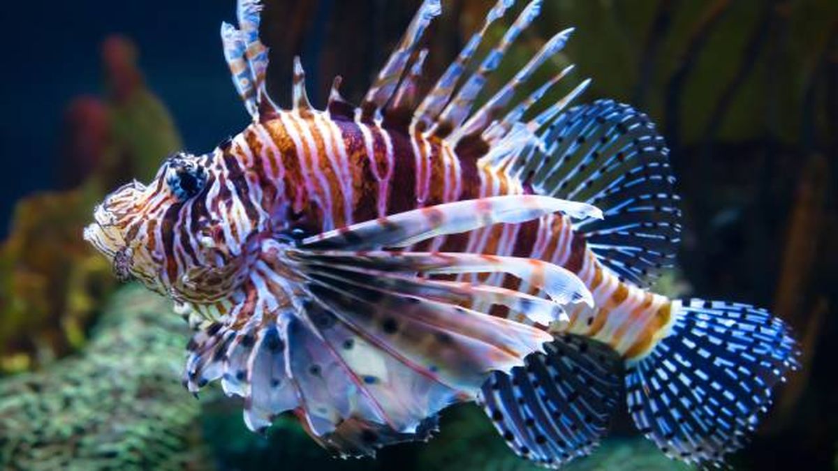 animales peligrosos mundo pez leon