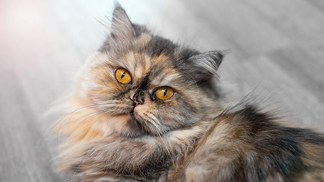 gato persa 4
