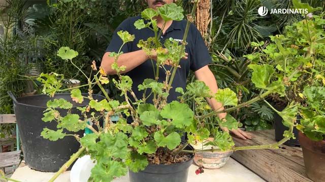 epoca perfecta para podar los geranios jardinatis 22 23