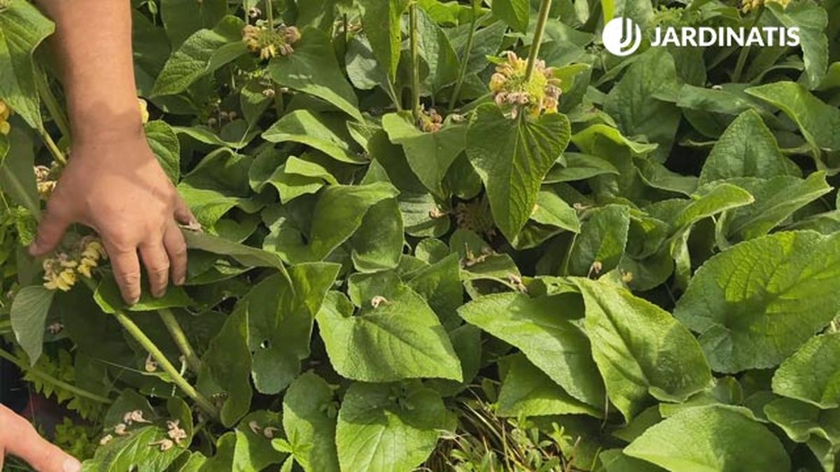 hojas verdes del phlomis russeliana lur garden jardinatis